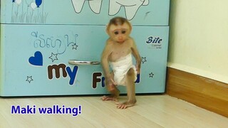 Bravo! Baby monkey Maki has learn to walk 2-leg today