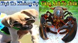 Dương KC | Bông Bé Bỏng Ham Ăn #6 | chó thông minh đáng yêu | funny cute smart dog pets Thú Cưng TV