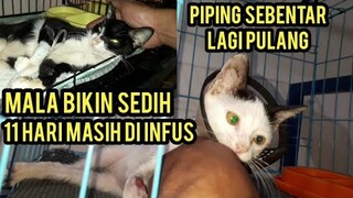 Ya Allah Bikin Sedih Saat Jenguk Kucing Lumpuh Mala Dan Piping Di Klinik Untuk Kedua Kalinya..!