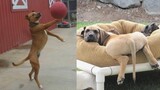 FUNNY DOGS make you CAN'T BREATHE by LAUGHING so much  -  Funniest Dog Ever