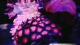 Rainbow Bubbletip Anemone (E. quadricolor) tank powered by The Glass Reef PH.