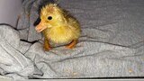 Teaching a Baby Call Duck How to Eat