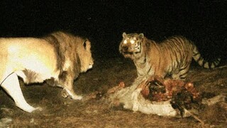 Male siberian tiger want to kill male lion who is provoke him
