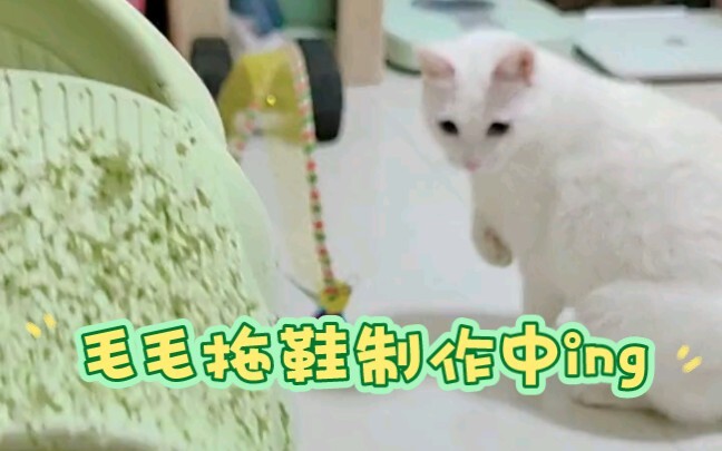 怎么证明你养猫了