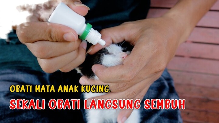 Obati Mata Anak Kucing, Sekali Obati Langsung SEMBUH!!
