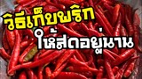 วิธีเก็บพริกให้สดอยู่ได้นาน | บ้านน้ำยำ สร้างอาชีพ