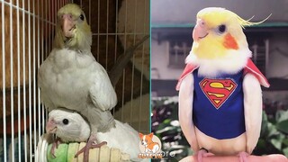 Cute Parrots Doing Funny Things #13 | Cutest Parrots In The World