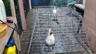 YT CHANNEL ESPINOSA GF PAGPAPAILAW SA MGA MANOK