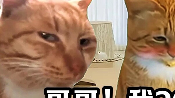 "Cat Meme Theater" Khi người anh thân nhất của bạn đón em gái yêu thích của bạn!