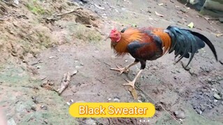 1x winner Black Sweater