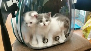 Hewan|Kucing Kecil Keluar Rumah