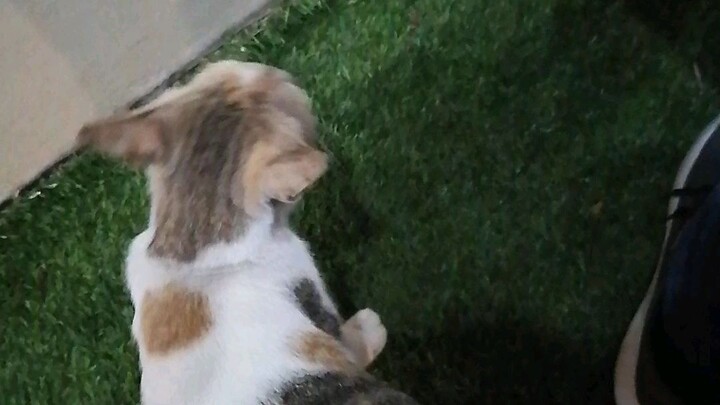 Cat love