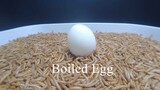 10,000 MEALWORMS vs BOILED EGG