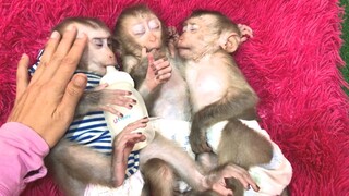 Mom Lullaby the three monkeys to sleep