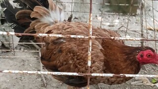 2cock) 2nd fight Kulang pakpak Malaki parin kalaban                                   #kelso hennie