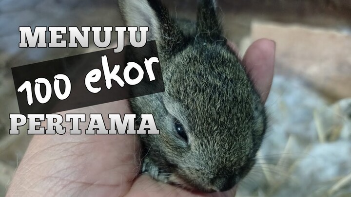 Bismillah,‼️Akhir Februari 100 ekor bayi kelinci ada di kandang Peternak Muda Pati