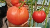double tomato harvest.