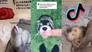 Ferret Side of Tiktok #6