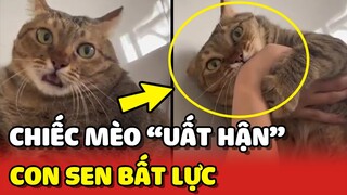 Sen BẤT LỰC với cái nết MŨI TÊN UẤT HẬN của mèo Bẹo 😂 | Yêu Lu