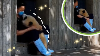 Baby panda playing with "Daddy"