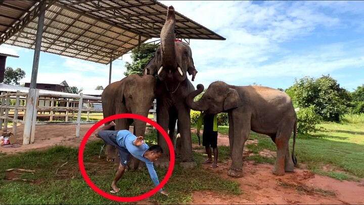 สุดทึ่ง😱ควาญช้าง โชว์‼️ท่าพิศดาร 1เดียวในโลก⁉️🇹🇭