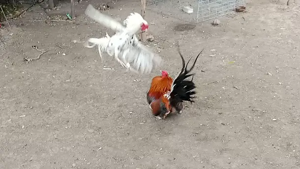 Golden Boy 7month 2 Cock Champion Bilibili