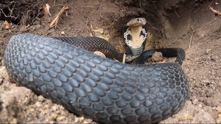 Đối Mặt Với Tử Thần Đen Xì To Như Bắp Tay | King Cobra