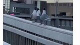 The Birds funny moments