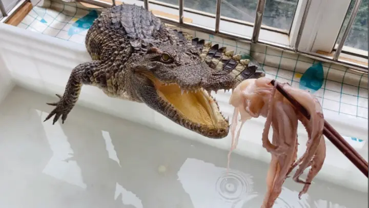 Little Crocodile Eating Octopus