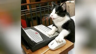 CATS DOGS & BIRDS ที่สนุกที่สุดในโลกอยู่ที่นี่เพื่อทำให้คุณหัวเราะ