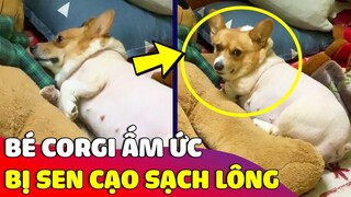 Corgi ấm ức 'QUẠO RA MẶT' chỉ vì con Sen cạo mất bộ lông yêu quý của mình  😂 Gâu Đần