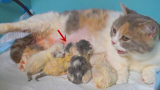 Cô mèo chân ngắn đã sinh được 4 chú hổ con đáng yêu rồi!
