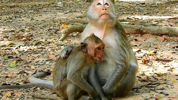 Old female monkey Jade tries to weaning milk her big baby