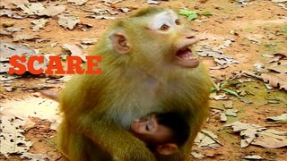 Update News!, Monkey Rose Scare Her Baby Attacked, Good Job Monkey Rose Best Protect Her Baby