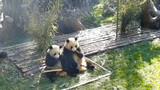 Panda with her cub - Watch this video and learn why she's a big beauty