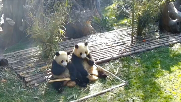 Panda with her cub - Watch this video and learn why she's a big beauty