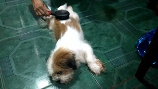 Relax time,bagong ligo suklay muna#Shih tzu#love love