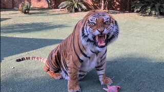 Does this roar mean He feels great ?