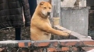 ฉันกลับบ้านช่วงตรุษจีนและพบว่าสุนัข ลุง และป้าข้างบ้านแก่ไปหมดแล้ว