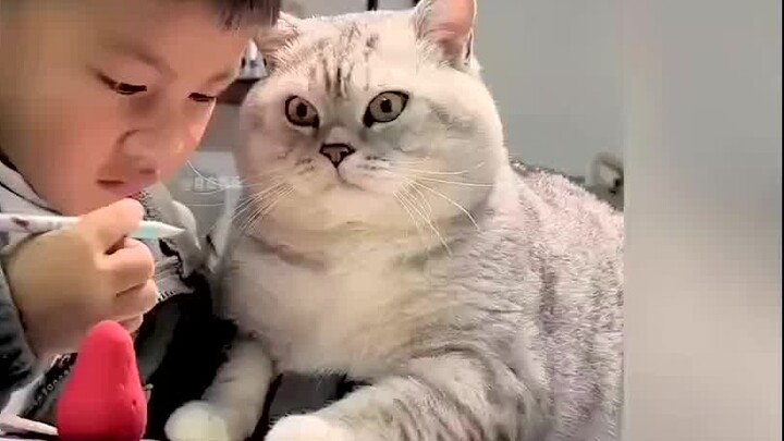 Foreigners watch China's cute pets learn with their owners - have they evolved secretly, like strict