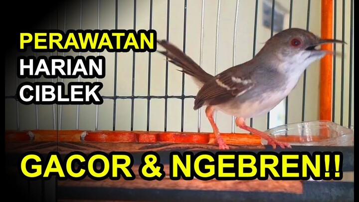 3 Perawatan Harian CIBLEK Agar GACOR dan NGEBREN