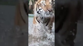 Tigers in water, slow-motion !