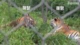"Harimau itu seperti anak anak"Kisah Famous Tiger Family In Korea Cat Tiger