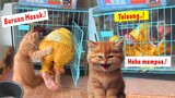 LUCU BANGET.!😂 Kucing Oren Bar Bar Kurung Bocil Di Kandang Kucing Sampe Nangis ~ Kucing Lucu Tiktok