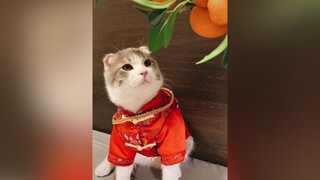 Ảnh Beo được mẹ lên đồ đón Tết nè cat catsoftiktok cutecat fyp xuhuong trendbongmau bongmau