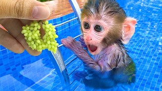 Monkey Baby Bon Bon harvest fruit in the farm and eat with puppy and duckling at the pool