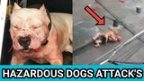 Hazardous dogs attack's on streets, bite's Humans & Kids | Real attacks compilation #4 || L.L.H