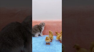 Cute Cat Vs Ducklings #shorts #kittens #cats #animals #viral #trending #ducklings