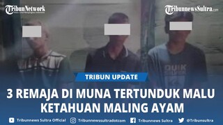 Video Viral 3 Remaja Lelaki Tertunduk Malu di Muna Sulawesi Tenggara Ketahuan Maling Ayam