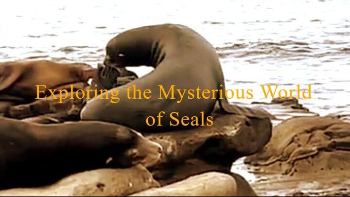 Exploring the Mysterious World of Seals 🌊